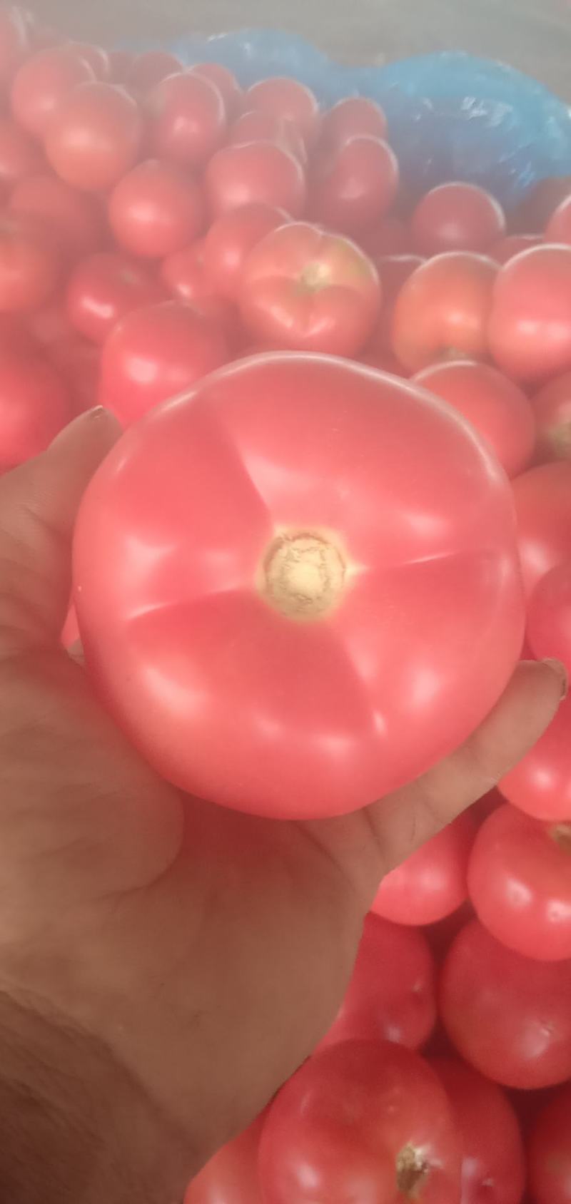 西红柿