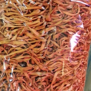 虫草花