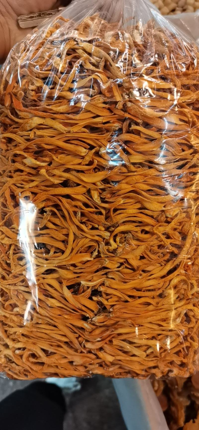 虫草花