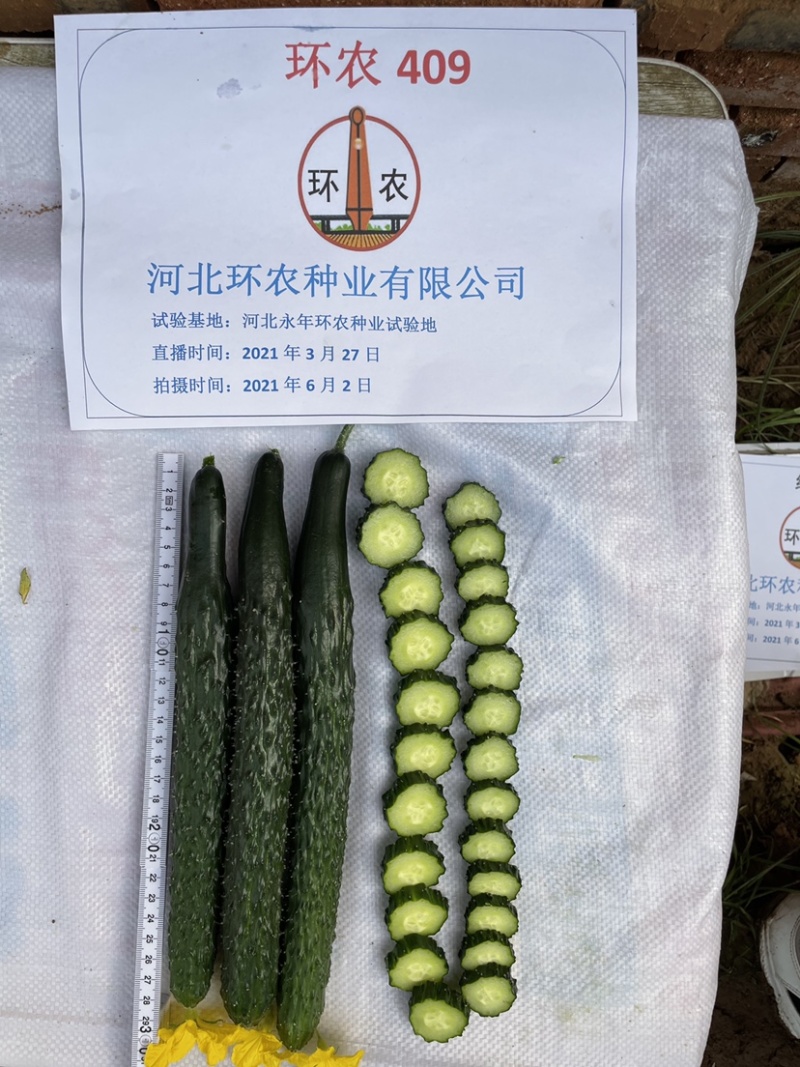 春夏秋油亮型黄瓜种子露地耐湿热顺直抗病短把