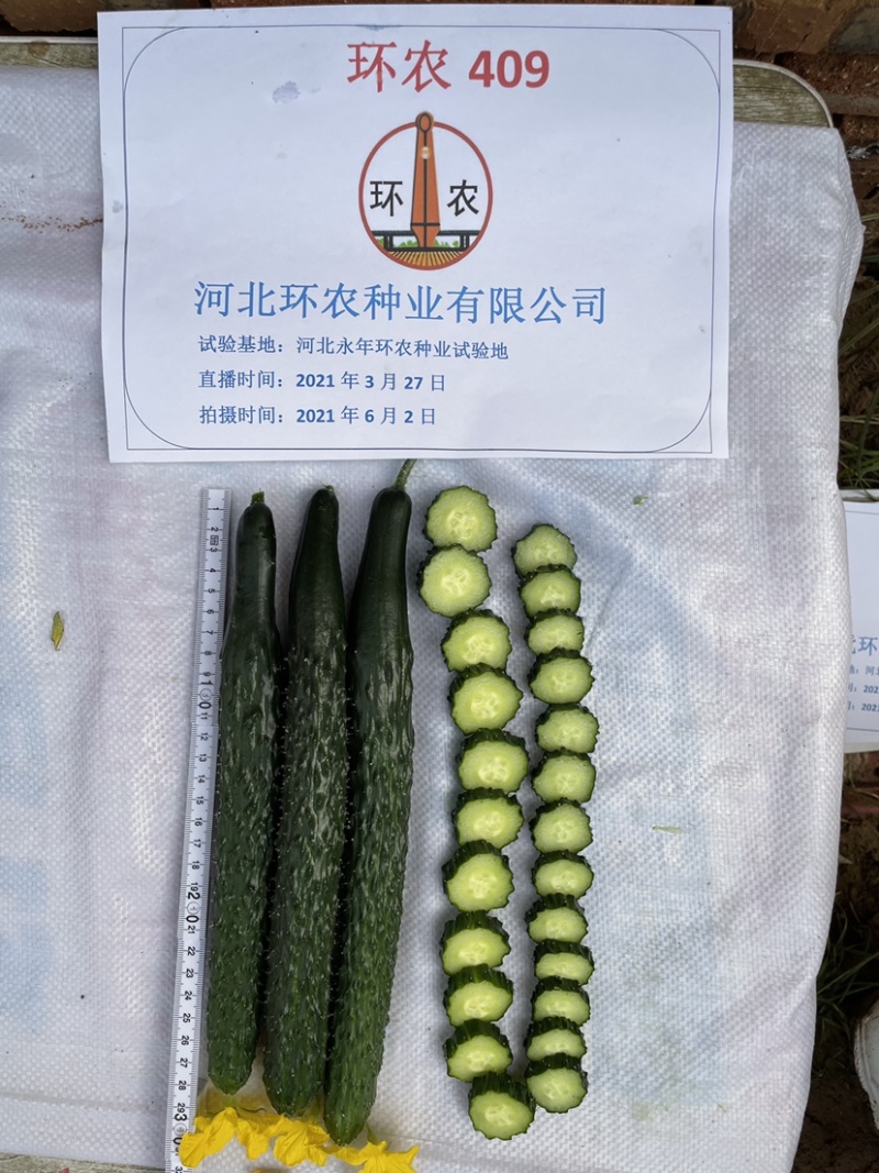 春夏秋油亮型黄瓜种子露地耐湿热顺直抗病短把