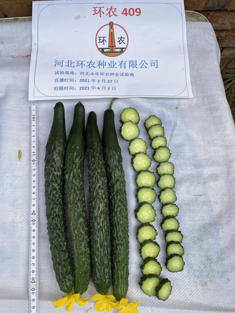 春夏秋油亮型黄瓜种子露地耐湿热顺直抗病短把
