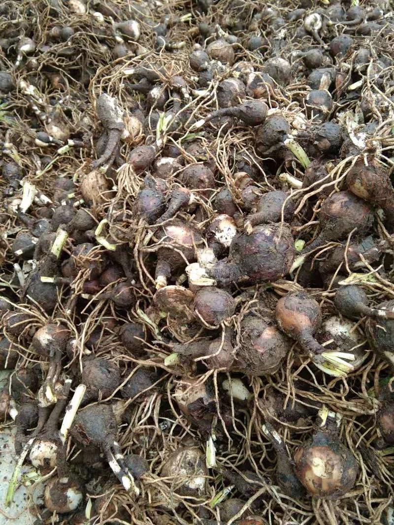 石蒜红花石蒜黄花石蒜工程用苗庭院绿化量大从优