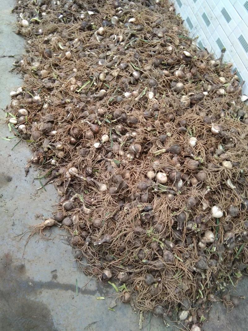 红花石蒜石蒜工程用苗庭院绿化苗一手货源量大从