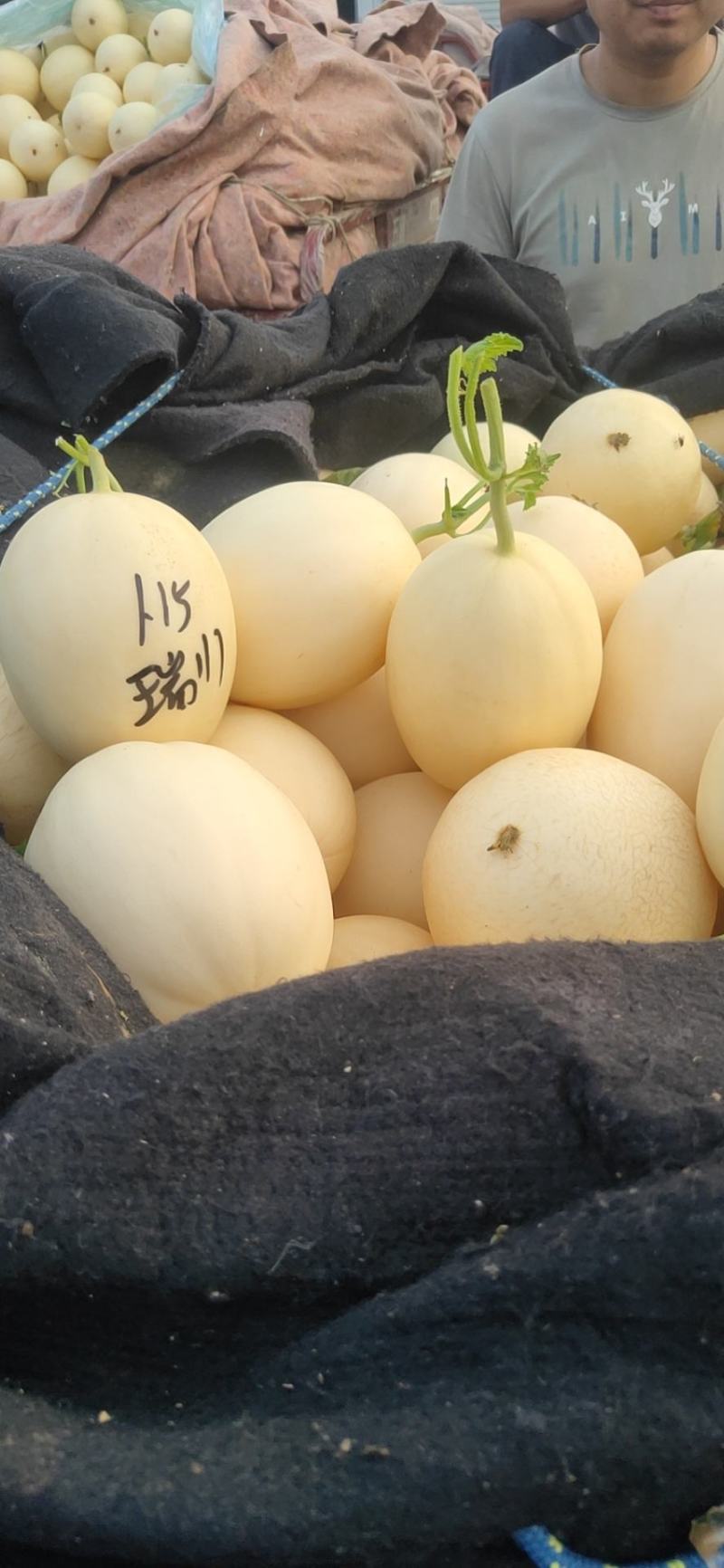 红金蜜瓜，东方蜜甜瓜零售电商生鲜超市量大从优