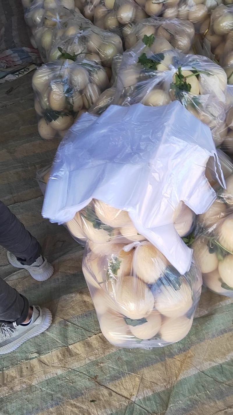 红金蜜瓜，东方蜜甜瓜零售电商生鲜超市量大从优