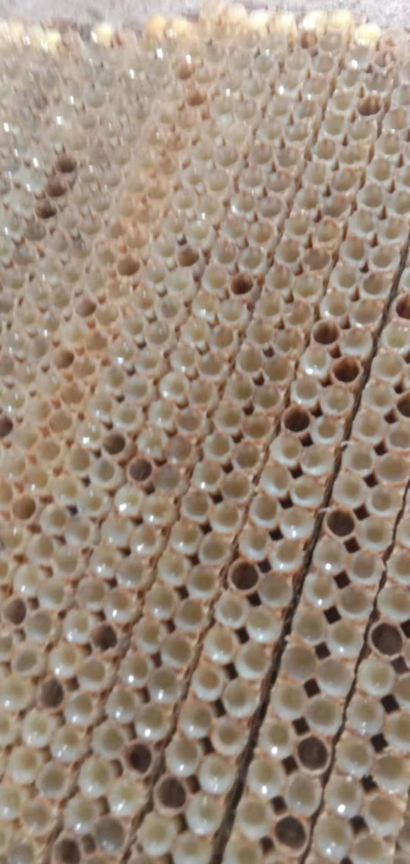 蜂王浆