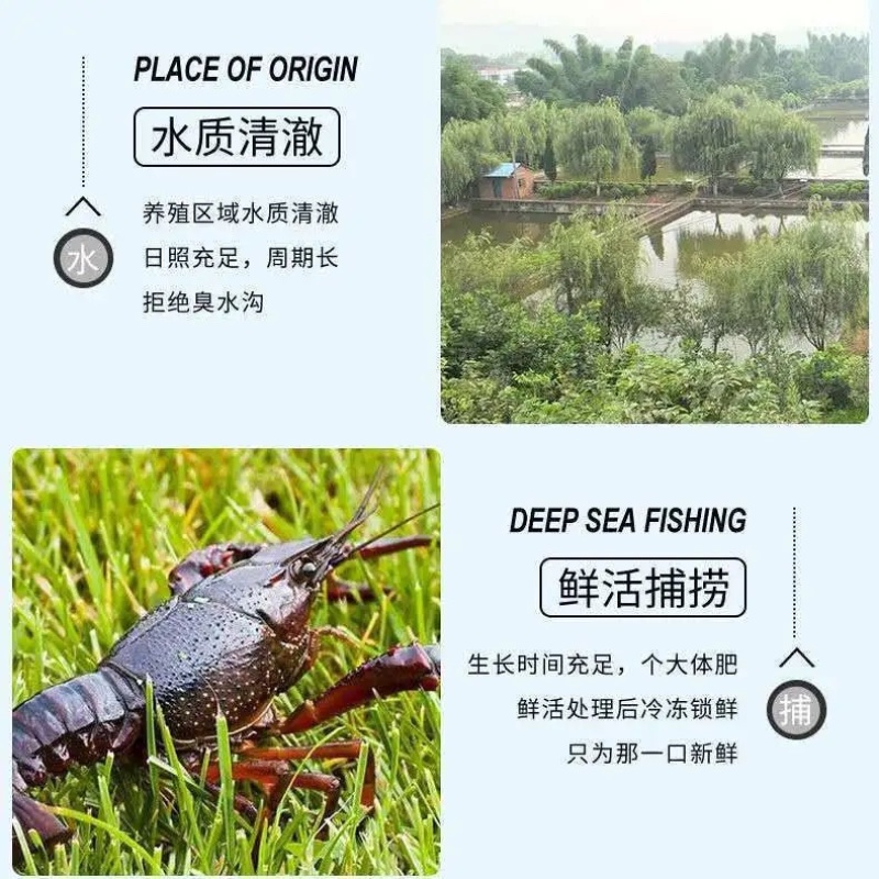 【龙虾尾】批发新鲜虾尾无冰衣龙虾尾龙虾球冷冻发出包邮
