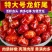 【龙虾尾】批发新鲜虾尾无冰衣龙虾尾龙虾球冷冻发出包邮