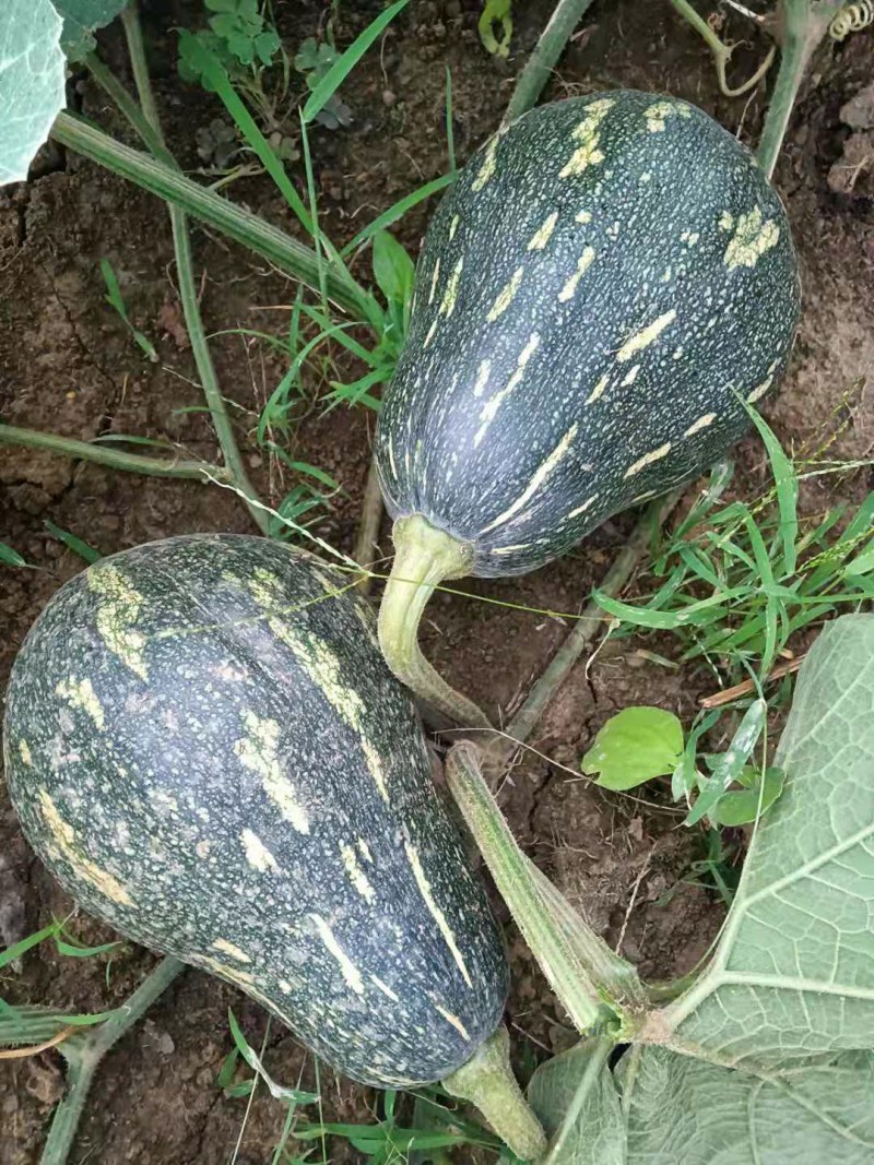 香芋南瓜肉多香甜产地直发量大从优可视频可来产地看货