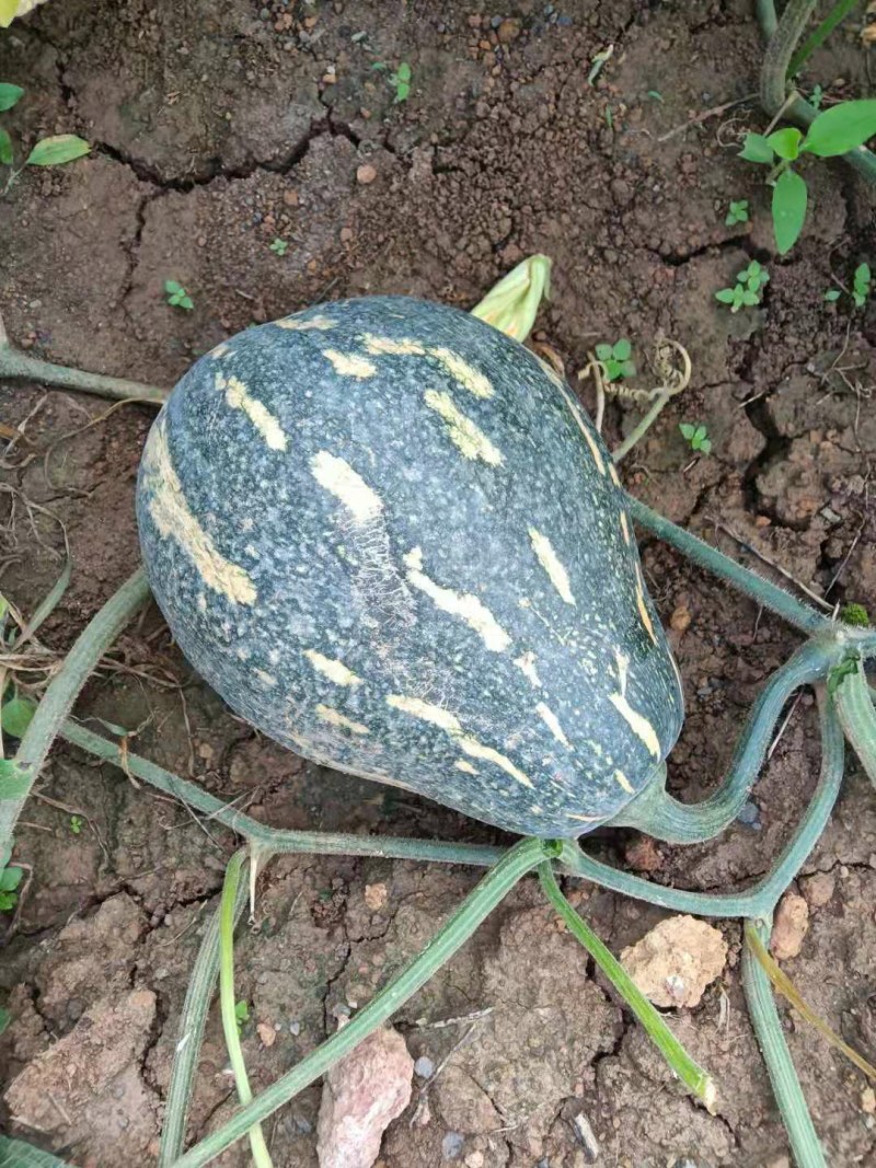 香芋南瓜肉多香甜产地直发量大从优可视频可来产地看货