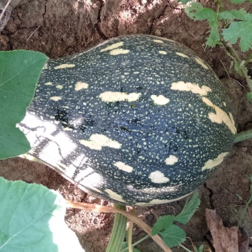 香芋南瓜肉多香甜产地直发量大从优可视频可来产地看货