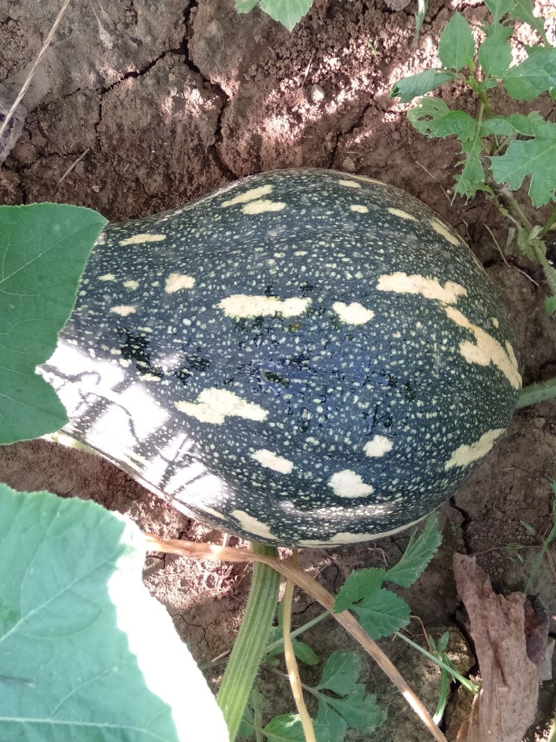 香芋南瓜肉多香甜产地直发量大从优可视频可来产地看货