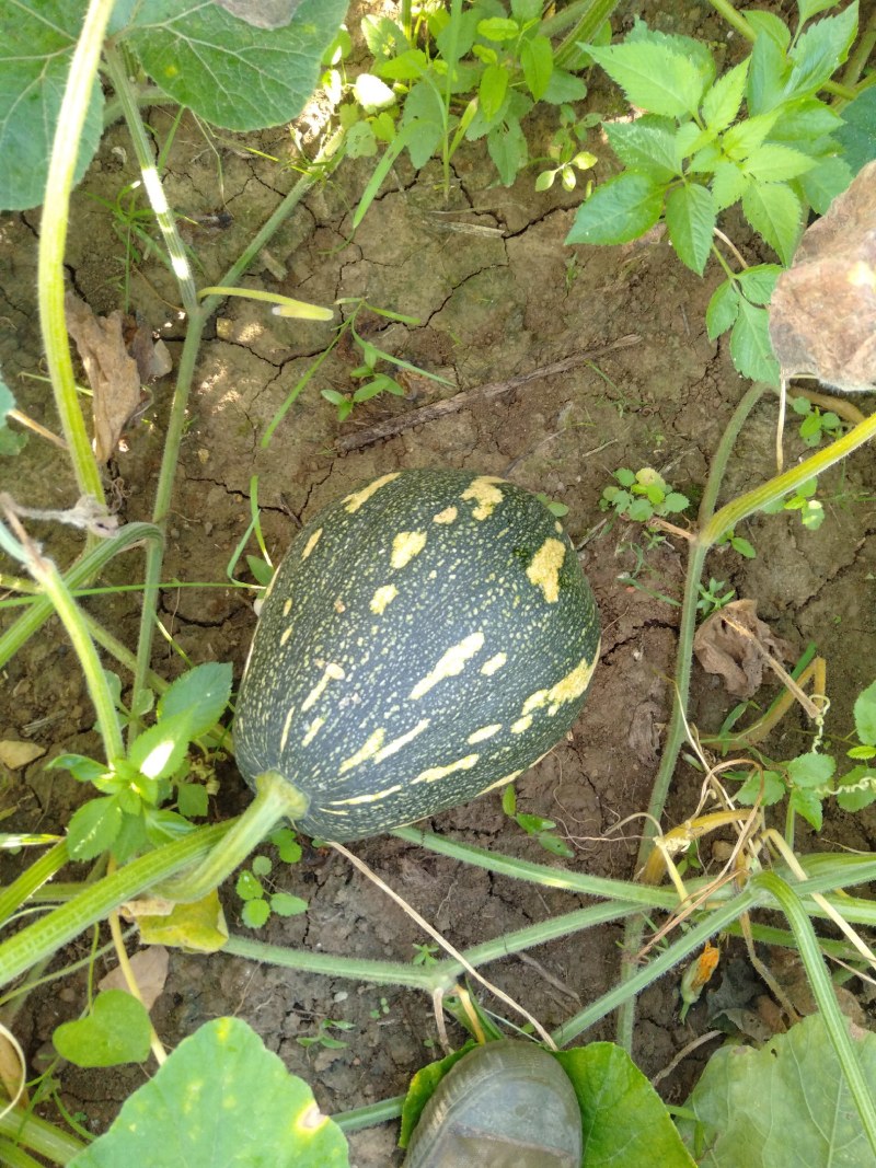 香芋南瓜肉多香甜产地直发量大从优可视频可来产地看货