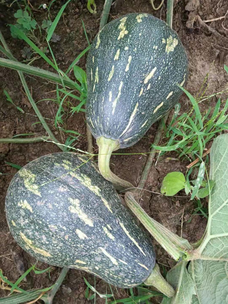 香芋南瓜肉多香甜产地直发量大从优可视频可来产地看货