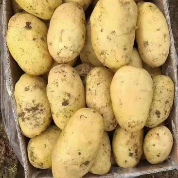 土豆大量上市，一手货源，质优价廉，一条龙服务