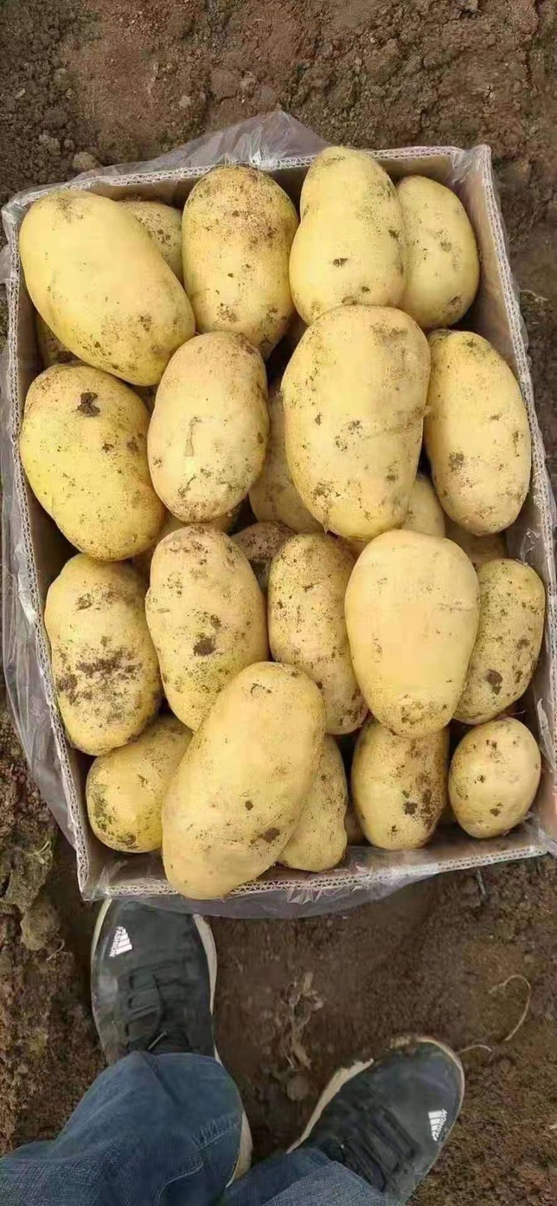 土豆大量上市，一手货源，质优价廉，一条龙服务