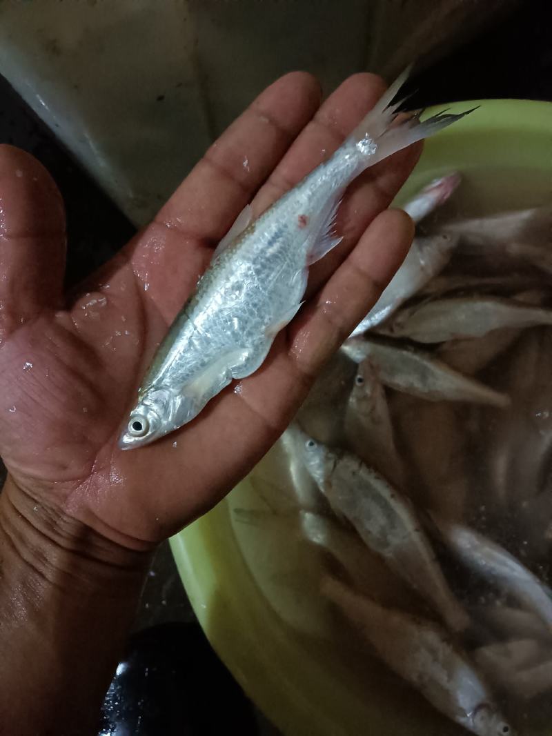 水产白条蓝刀