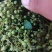 华州区鲜青椒【花椒】已大量上市，需要的老板联系