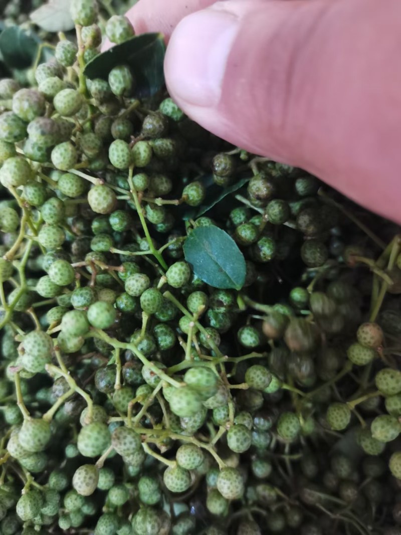 华州区鲜青椒【花椒】已大量上市，需要的老板联系