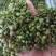 华州区鲜青椒【花椒】已大量上市，需要的老板联系