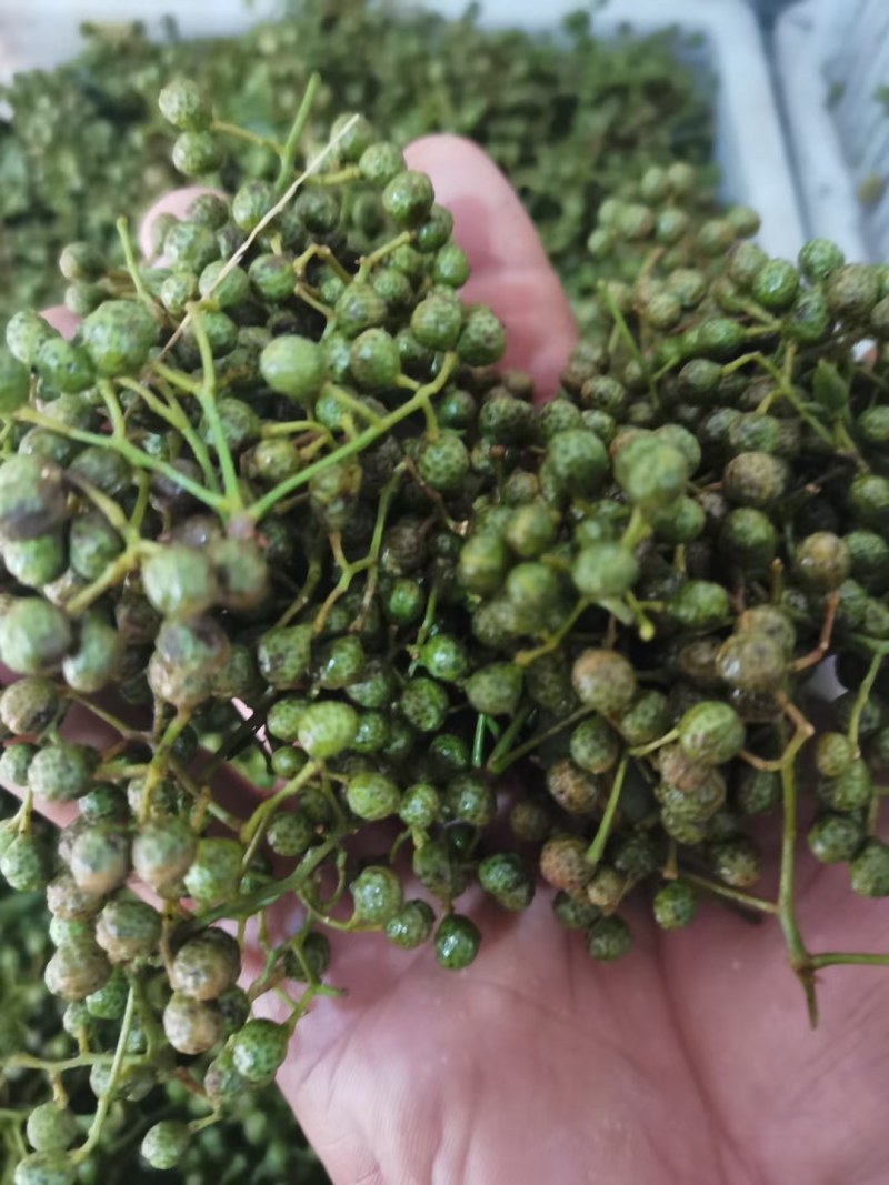 华州区鲜青椒【花椒】已大量上市，需要的老板联系
