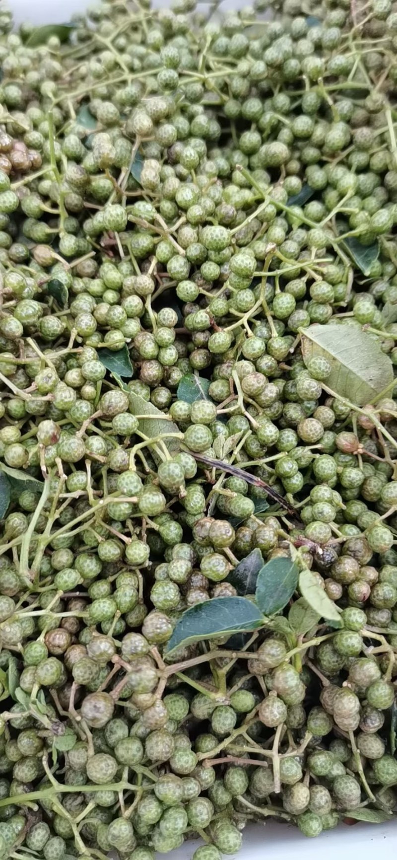 华州区鲜青椒【花椒】已大量上市，需要的老板联系