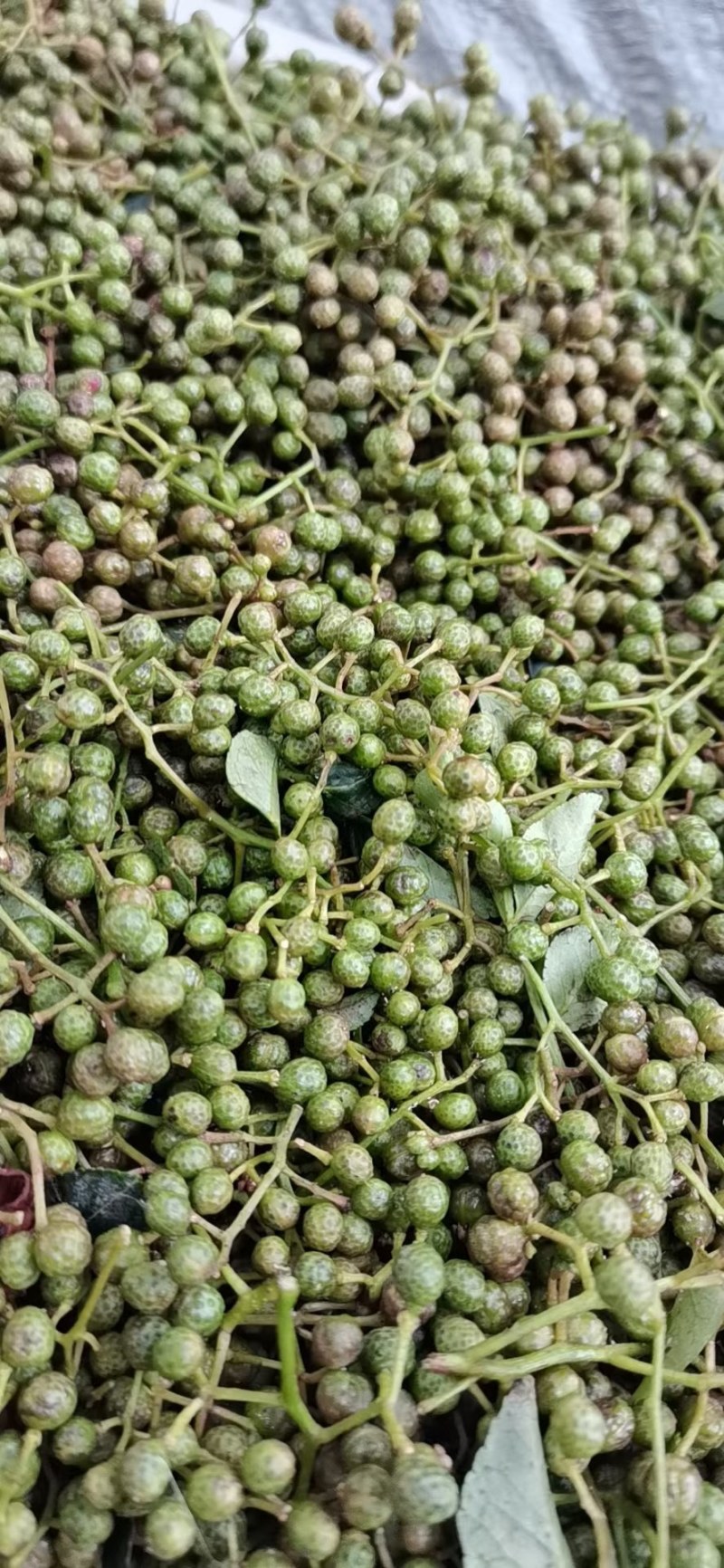 华州区鲜青椒【花椒】已大量上市，需要的老板联系