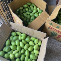 广东无籽香水柠檬