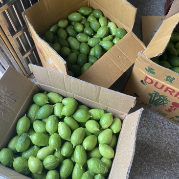 广东无籽香水柠檬