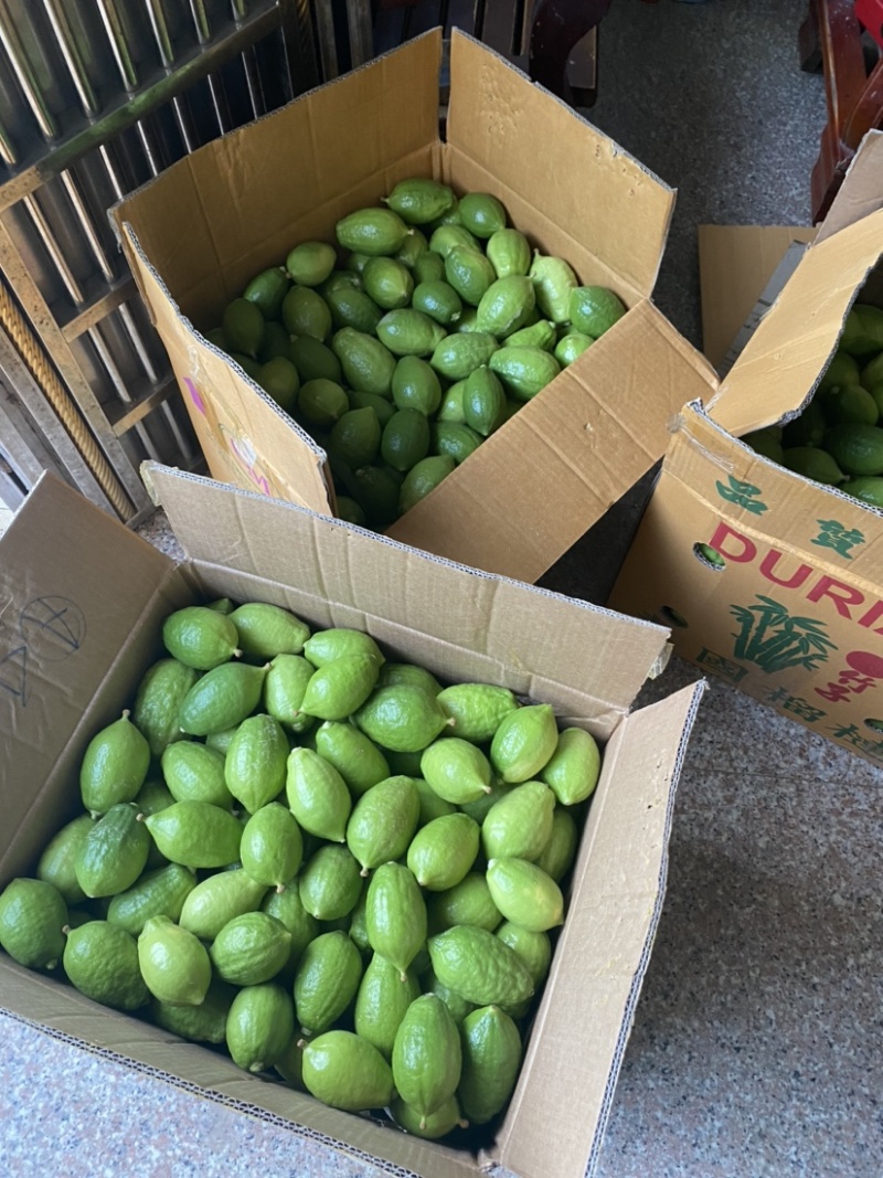 广东无籽香水柠檬