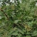 华州区鲜青椒【花椒】已大量上市，需要的老板联系