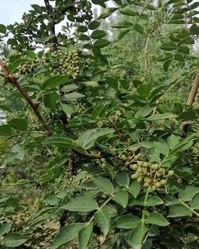 华州区鲜青椒【花椒】已大量上市，需要的老板联系