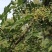 华州区鲜青椒【花椒】已大量上市，需要的老板联系