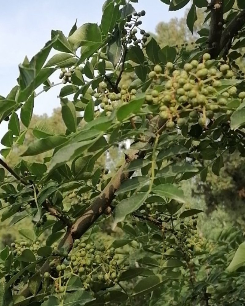 华州区鲜青椒【花椒】已大量上市，需要的老板联系