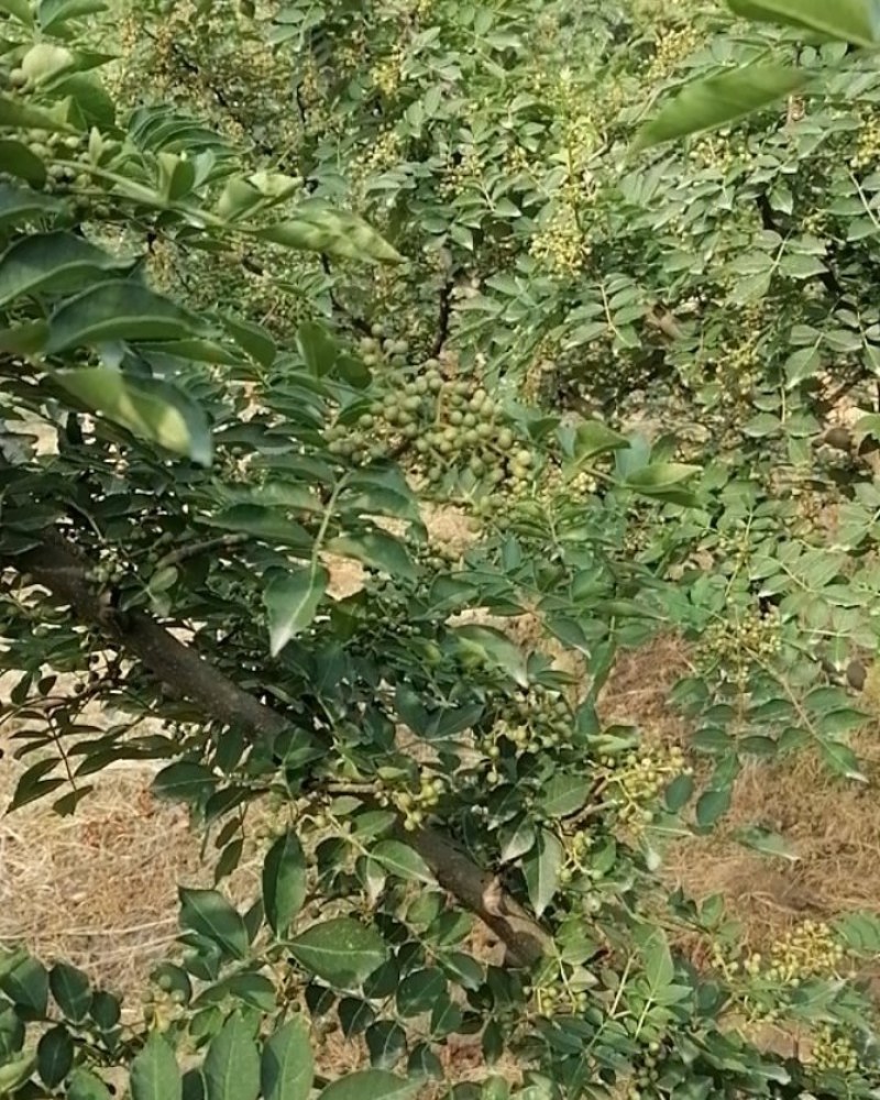 华州区鲜青椒【花椒】已大量上市，需要的老板联系