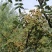 华州区鲜青椒【花椒】已大量上市，需要的老板联系