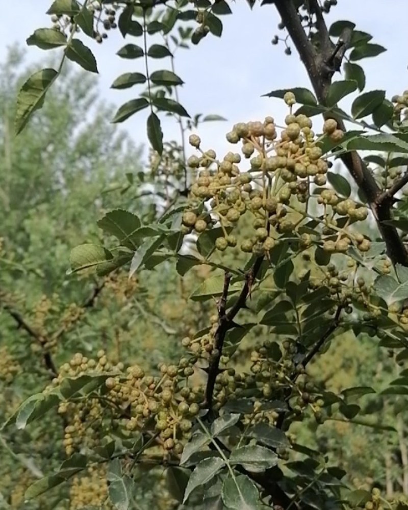 华州区鲜青椒【花椒】已大量上市，需要的老板联系