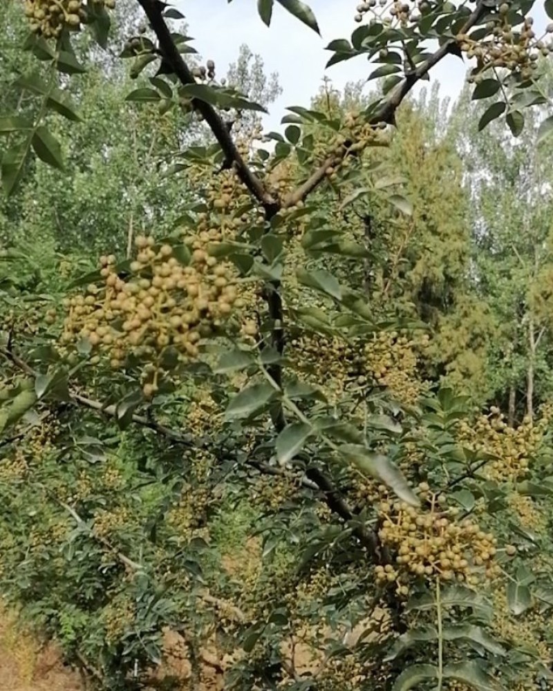 华州区鲜青椒【花椒】已大量上市，需要的老板联系