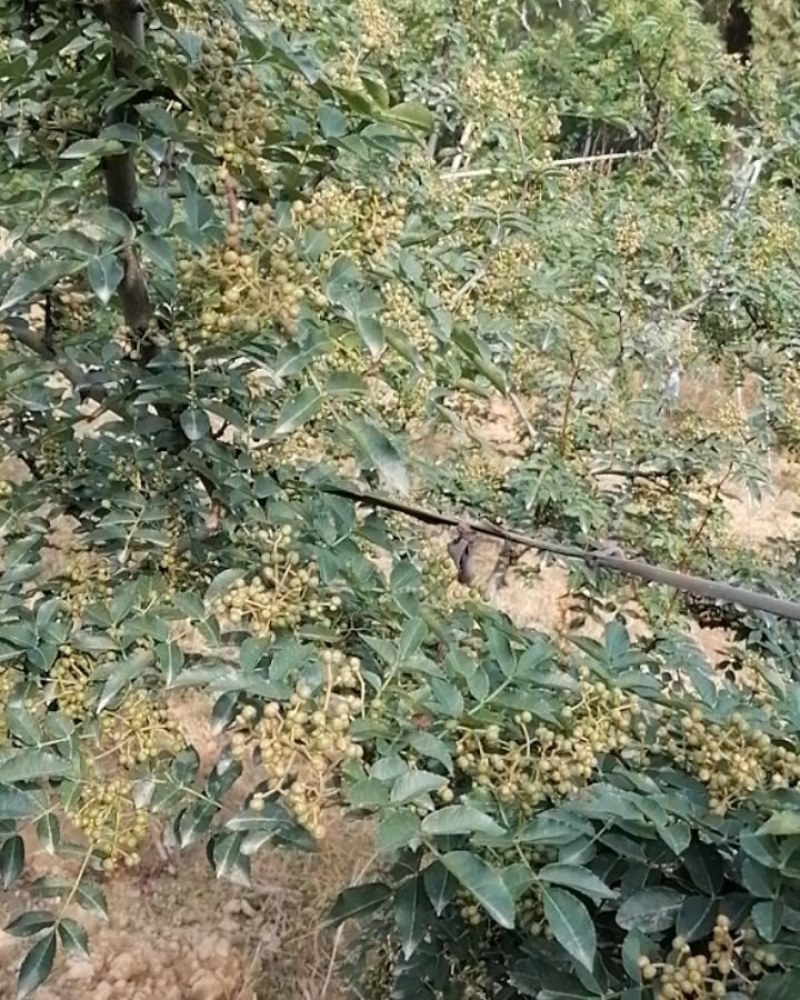 华州区鲜青椒【花椒】已大量上市，需要的老板联系