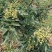 华州区鲜青椒【花椒】已大量上市，需要的老板联系