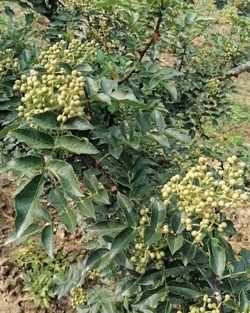 华州区鲜青椒【花椒】已大量上市，需要的老板联系