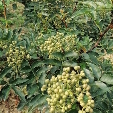 华州区鲜青椒【花椒】已大量上市，需要的老板联系