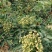 华州区鲜青椒【花椒】已大量上市，需要的老板联系