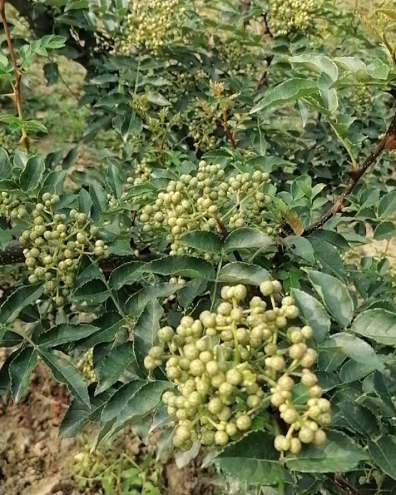华州区鲜青椒【花椒】已大量上市，需要的老板联系