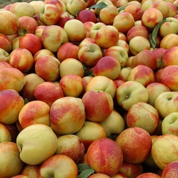 中油4号油桃