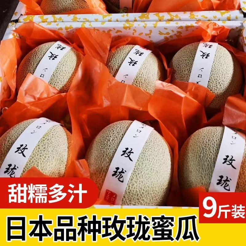 鲁厚甜网纹瓜玫珑瓜专业代收，包装小工一条龙服务