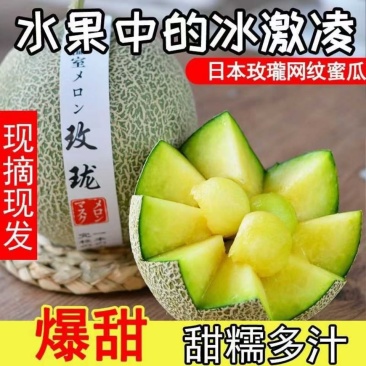 鲁厚甜网纹瓜玫珑瓜专业代收，包装小工一条龙服务