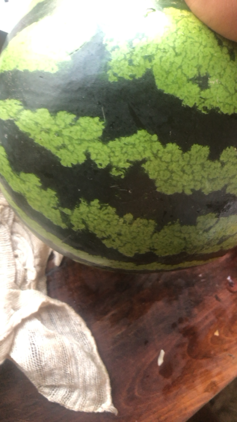 🔥陕西大荔县精品西瓜沙地甜王，吊兰，84.24各种