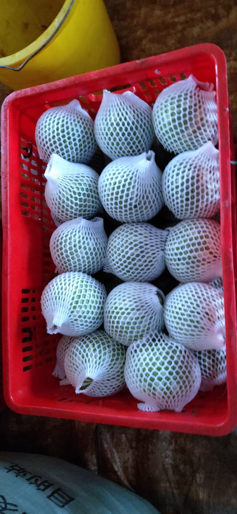 味美美小南瓜